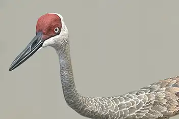 We Like Wildfowl Carving Previews